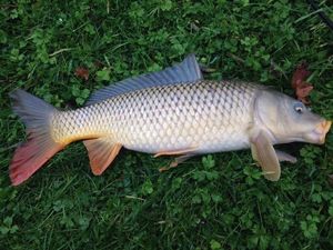 Common Carp