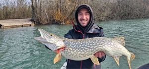 Northern Pike
