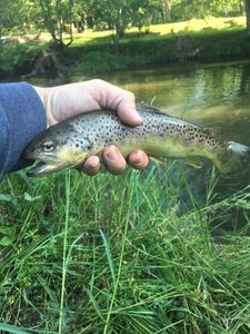 Brown Trout