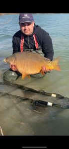 Mirror Carp