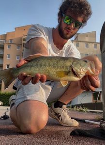 Largemouth Bass