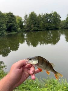 European Perch
