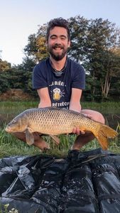 Common Carp