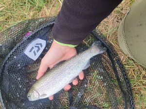 Rainbow Trout