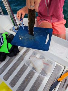 Ballan Wrasse