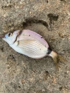 Common Two-banded Seabream