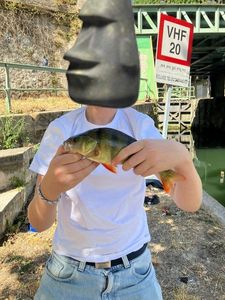 European Perch