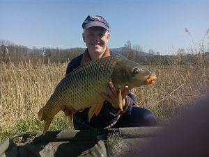 Common Carp