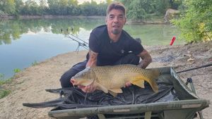 Common Carp
