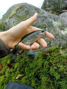 Rainbow Trout