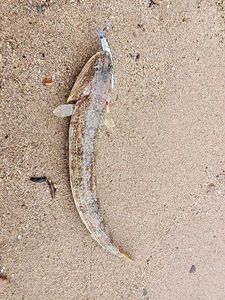 Atlantic Lizardfish