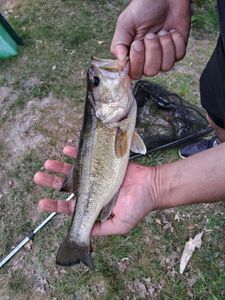 Largemouth Bass