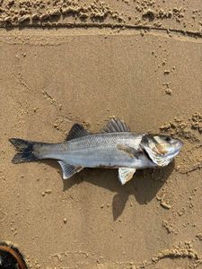 European Bass (Seabass)