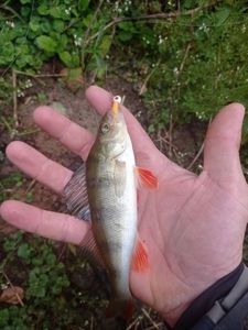 European Perch