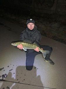 Zander