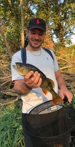European Perch