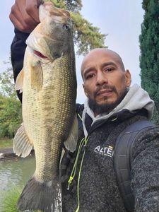 Largemouth Bass