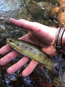 Brown Trout