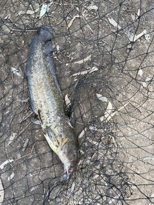 Channel Catfish
