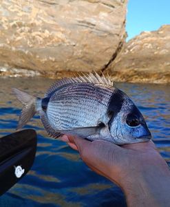 Common Two-Banded Seabream