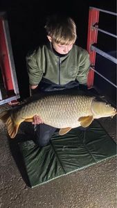 Common Carp