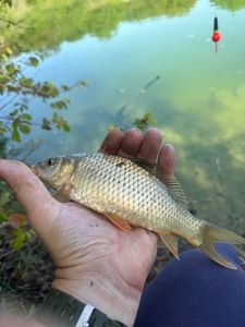 Yellow Perch