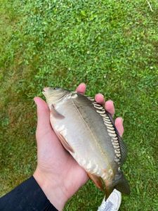 Mirror Carp