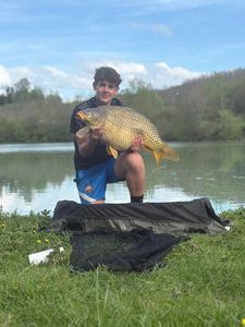 Common Carp
