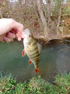 European Perch
