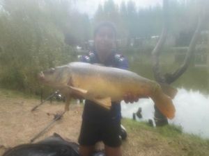 Mirror Carp
