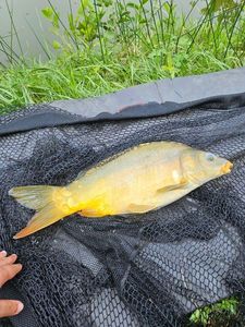 Leather Carp