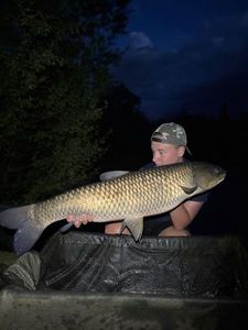 Grass Carp