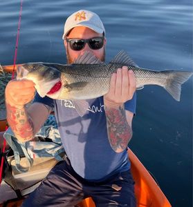 European Bass (Seabass)