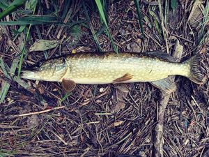 Northern Pike
