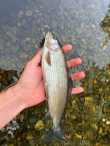Grayling