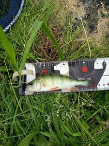 European Perch