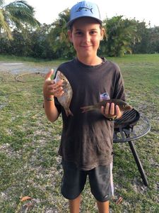 Mutton Snapper
