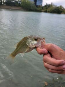 Largemouth Bass