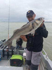 European Bass (Seabass)