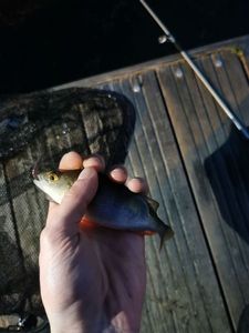 European Perch