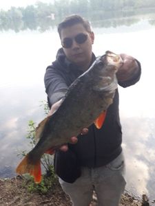 European Perch