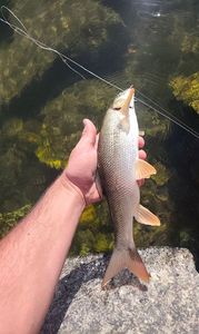 Barbel