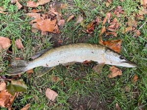 Northern Pike