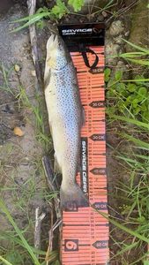 Brown Trout