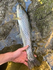 Brown Trout