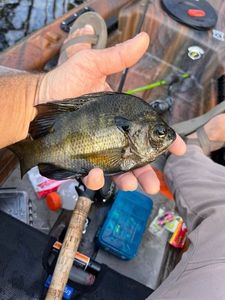 Bluegill