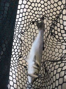European Bass (Seabass)