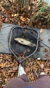 Barbel