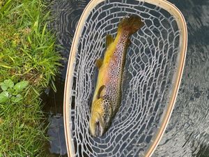 Brown Trout