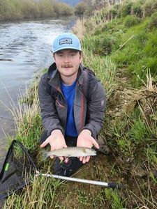 Brown Trout
